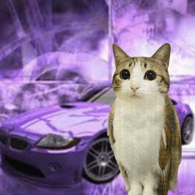 meowl@m.it.hs-worms.de